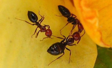 formiche