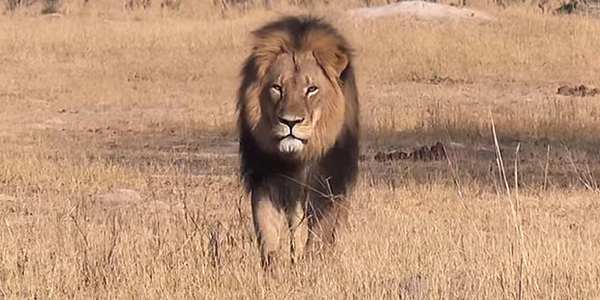 Cecil, il re dello Zimbabwe