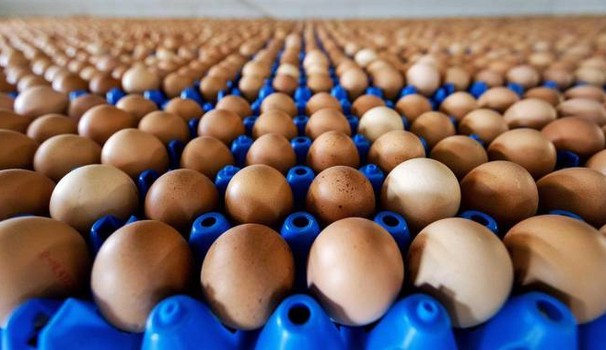 uova-scoperto-il-fipronil-grazie-ai-nas.jpg