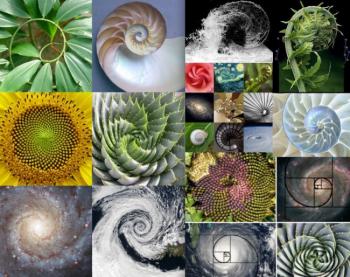fibonacci-(1).jpg