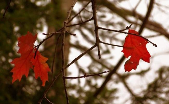 Si sta come d'autunno sugli alberi le foglie