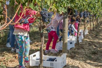 MTV_Vendemmia.jpeg